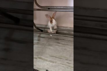 Scared cute Rabbit | #shorts