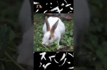#cute #rabbit #shortvideo #maymopets