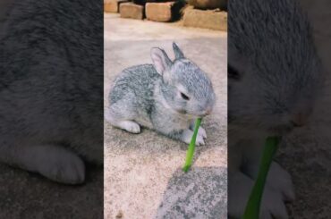 Cute Rabbit