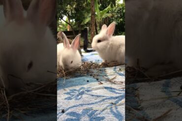 A Cute Baby Bunny Story