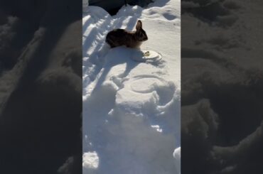 Feeding cute bunny #shorts #viral