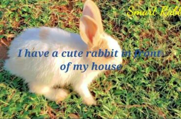 I have a cute rabbit in front of my house | Primitive