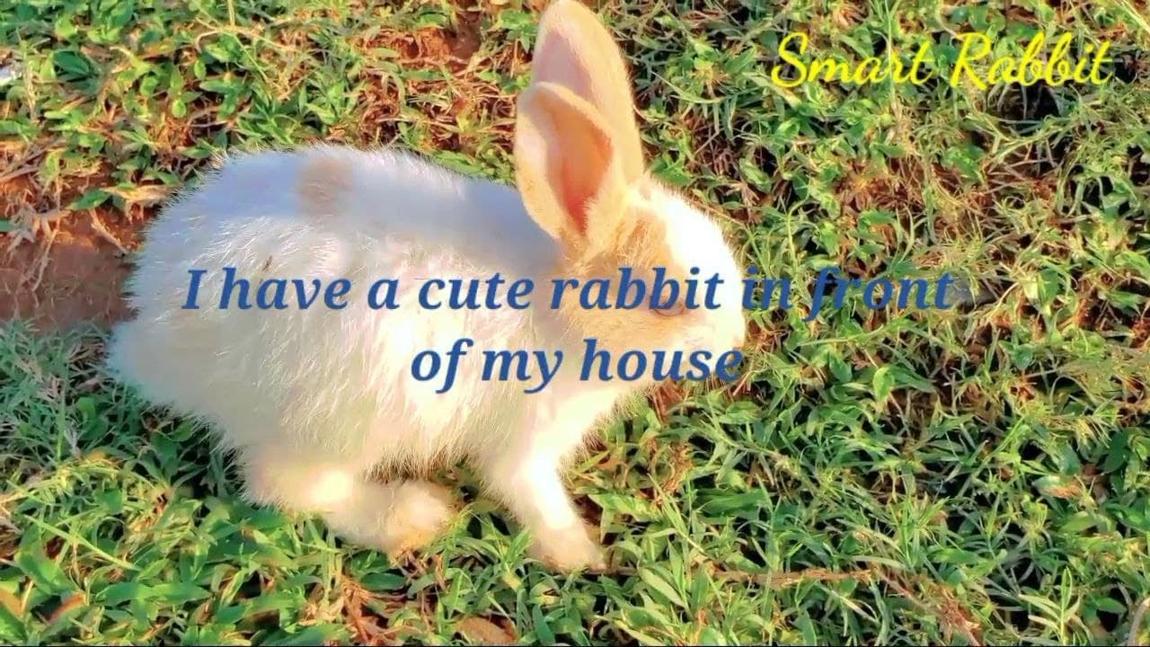 I have a cute rabbit in front of my house | Primitive
