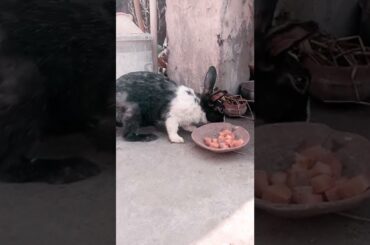 Cute Rabbit || Shorts