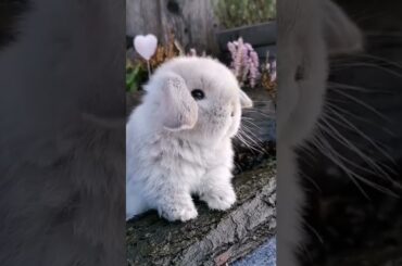 Cute Bunny #shorts