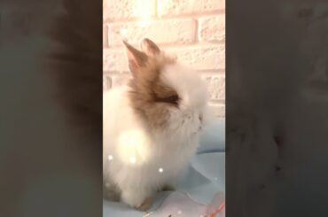 cute rabbit#youtubeshorts #shorts