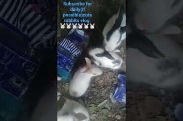 Cute Rabbit Scratching Itself | #cuteness #rabbit #animalover #rlog