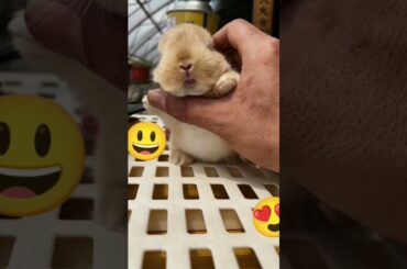 cute bunny?