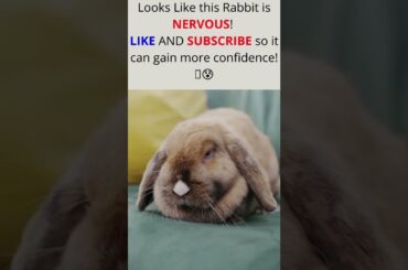 Funny Cute Rabbit - MY Funny Pets #shorts