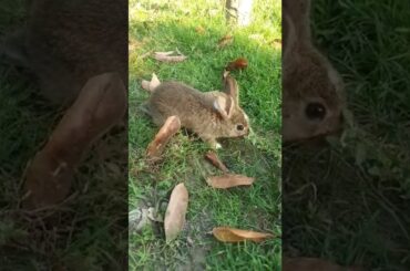 Cute baby rabbit so happy#shorts