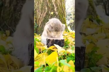 Cute Rabbit Rub his face for cleaning #shorts