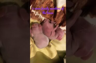 #itsmylife #shorts #pet #baby #babyrabbit #cutebaby #rabbit #newborn
