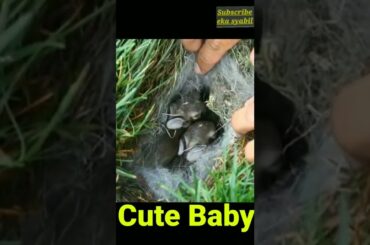 Very Cute Baby Bunnies #shorts #bunny #rabbit
