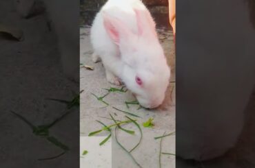Cute Rabbit