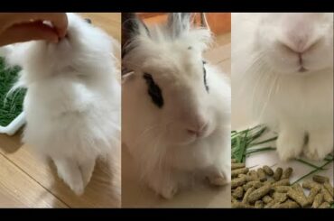 Who’s got the cutest paws on the internet?! | Lily Bobtail #shorts