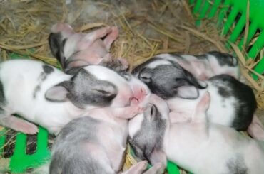 My 7 day old cute baby rabbit. Enjoy their cuteness.