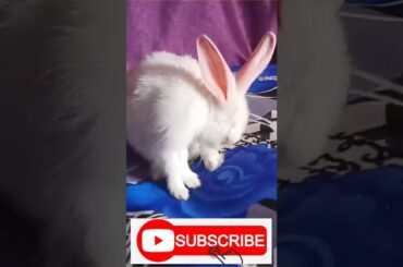 cute rabbit #shorts #youtubeshorts rabbit food in hindi jojo rabbit chotu babu