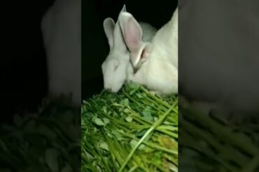 My cute rabbit||Rabbit my life||#rabbit #shorts #ytshorts