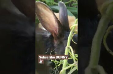 cute bunny #shorts