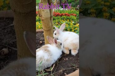 Cute rabbit #RabbitTV