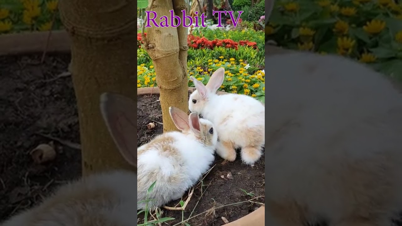 Cute rabbit #RabbitTV