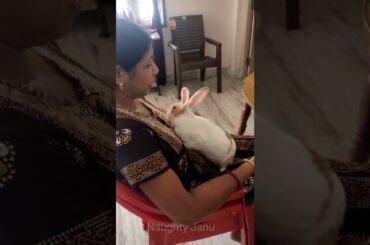 Cute Rabbit playing with mom | #shorts