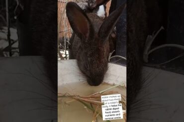Cute rabbit drinking water!