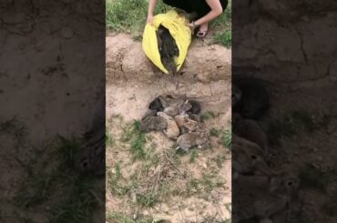 cute baby rabbits #rabbit #rabbitlovers #pets ##shorts