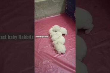 Cutest baby Rabbits #bunnies #rabbit