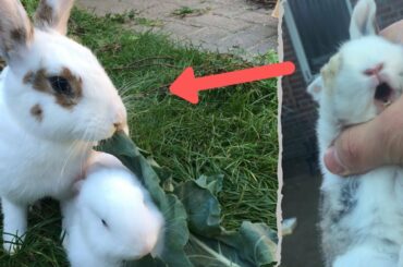 What happened to the screaming cute bunny /rabbit sound