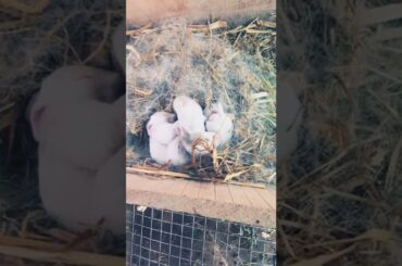 Mother's love| Cute Baby Rabbit #Shorts | High-End Farming