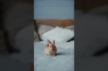 cute rabbit video compilation #shorts