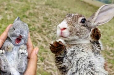 Catching a Wild Screaming Rabbit / Very cute Rabbit Scream
