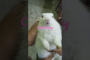 cute bunny
