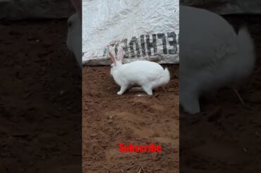 | Cute rabbit playing | #short #bunny