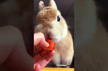 Cute rabbit eating strawberry