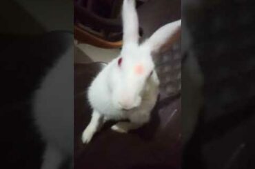 cute rabbit #shorts #youtubeshorts jojo rabbit rabbit name