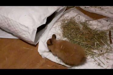 cute bunny flop