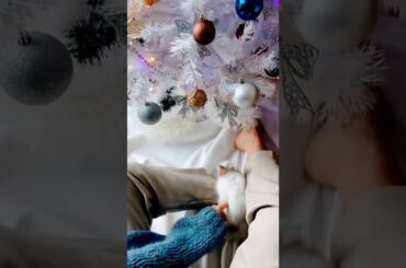 cute rabbit #shortvideo