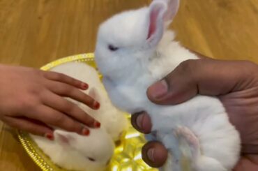 week 3 baby rabbit | Cute Baby Bunny Rabbit