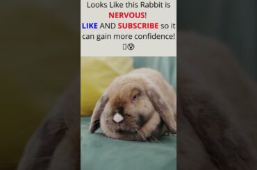 Funny Cute Rabbit - MY Funny Pets #shorts