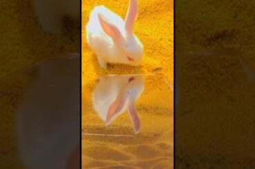 Baby Rabbit eating Mustard