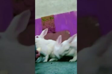 colourful rabbit||Cute rabbit||#rabbit #shorts