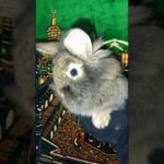BUNNY CUTE BABY RABBITS  VIDEOS! #rabbits @Animals Kingdom