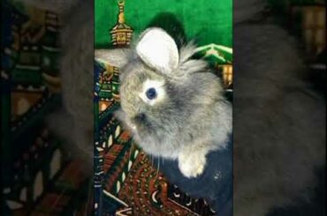 BUNNY CUTE BABY RABBITS  VIDEOS! #rabbits @Animals Kingdom