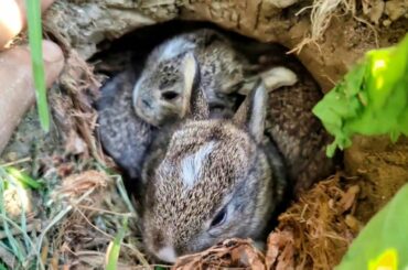 RABBIT, OMG Animal SOO Cute! AWW Cute baby animals in the Farmer's CROP Field, Wild BABY Rabbits