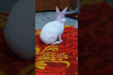 cute rabbit cleaning own face #shorts #bunny