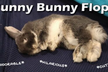 Five Minutes of Funny Bunny Flops!