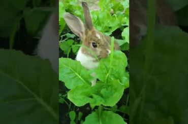so beautiful garden with cute baby rabbit#shorts