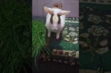 My Cute Rabbit | Pet Rabbit